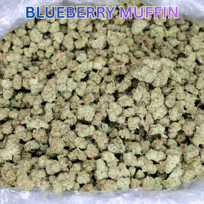 Blueberry Muffin THCA Flower - Smoke empire