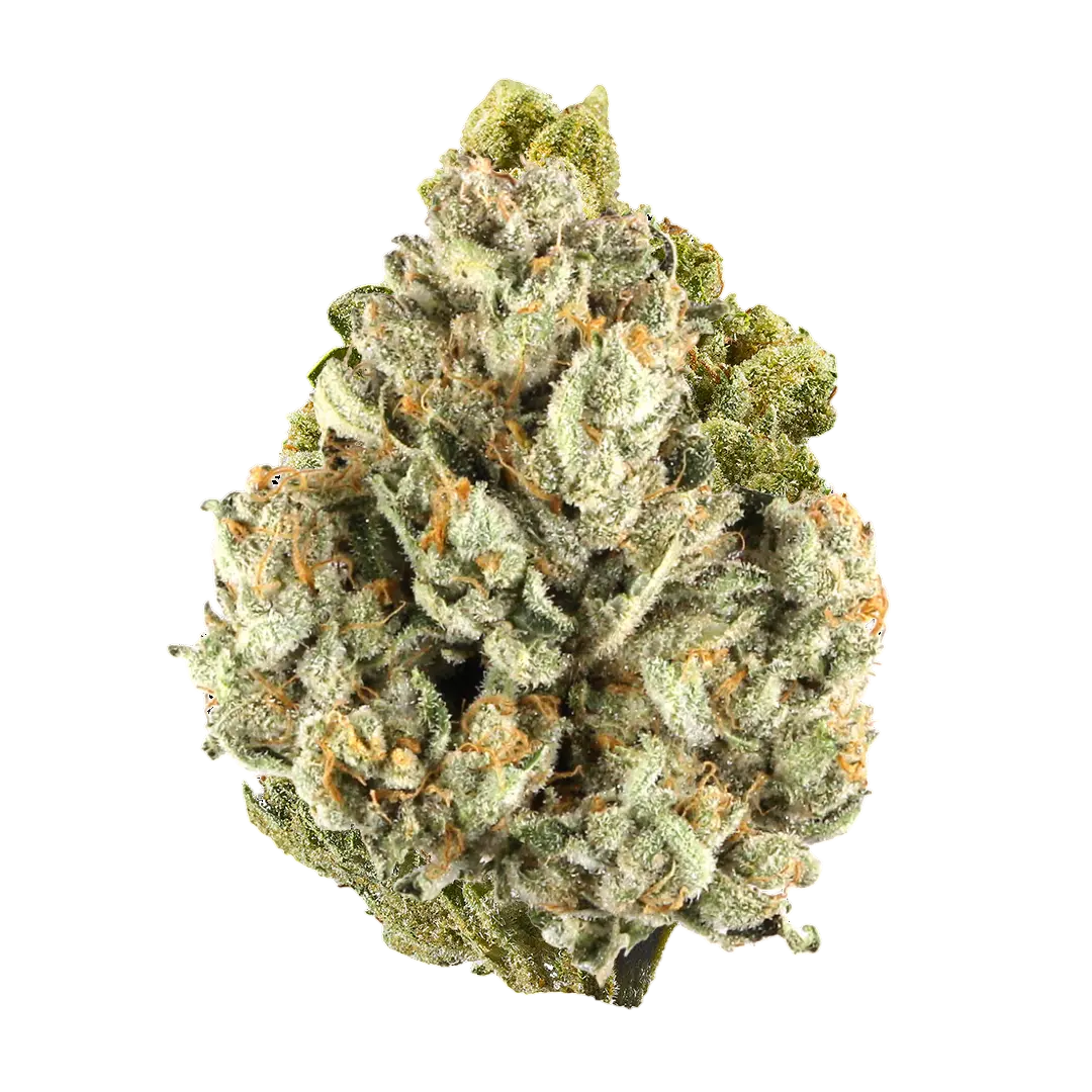 Colombia Gold Infused Top Shelf Pre Rolls (Sativa) - Smoke empire